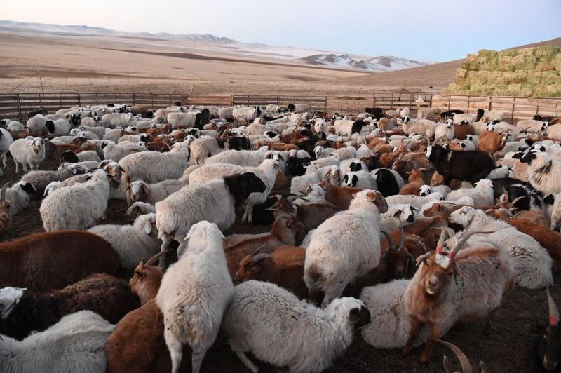 Общее поголовье скота в Монголии составило 64,7 млн голов