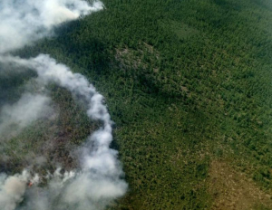 Число лесных пожаров в Бурятии резко выросло
