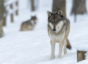 В районе Бурятии участились случаи выхода волков