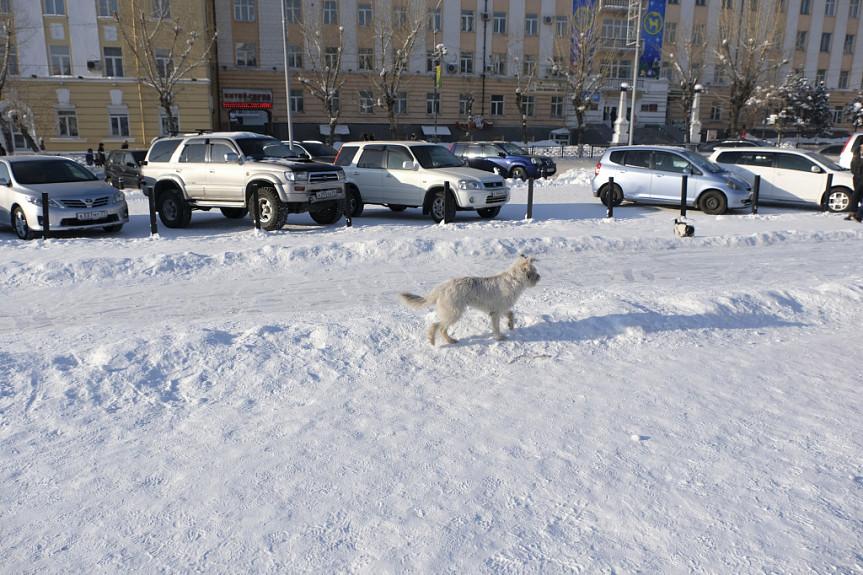 УФАС Бурятии не нашло нарушений в торгах на отлов собак УФАС Бурятии не нашло нарушений в торгах на отлов собак
