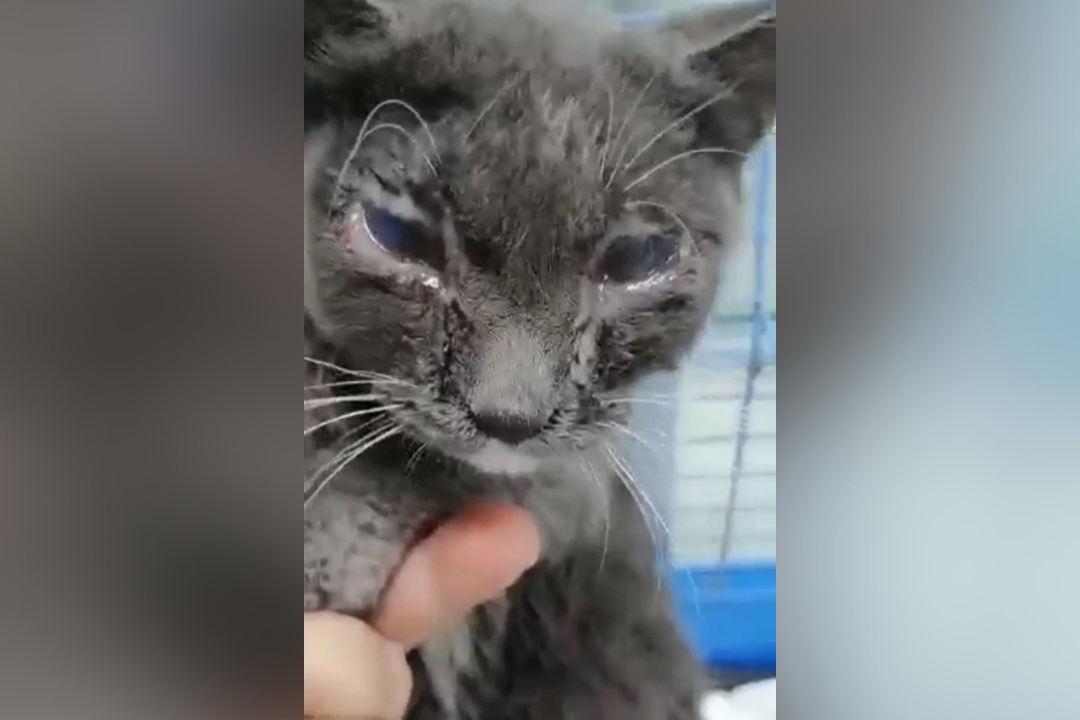 В Улан-Удэ спасают кота, которому кислота разъела глаза