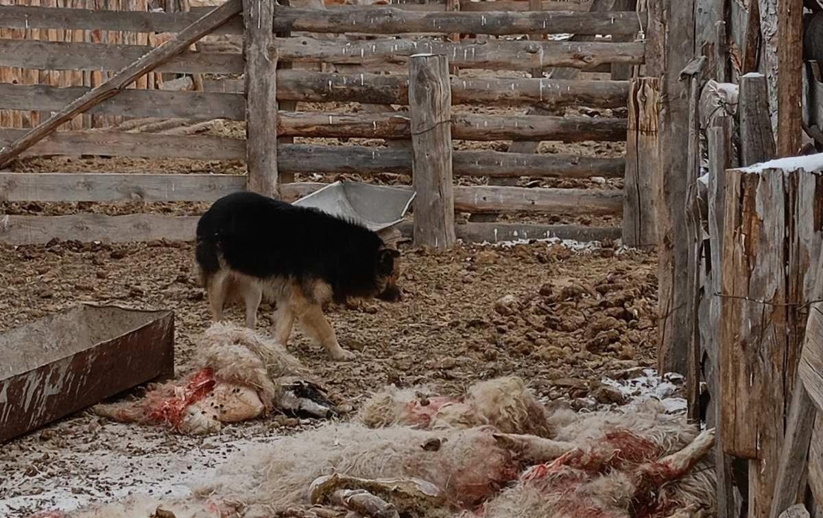 В селах Бурятии появились собаки, которые убивают домашний скот |  19.02.2024 | Новости Улан-Удэ - БезФормата