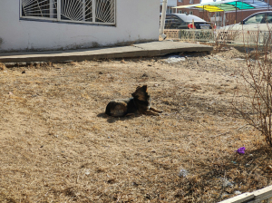 В Улан-Удэ состоится рейд по собакам