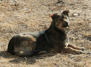 Для владельцев собак  в Бурятии проводится льготная стерилизация