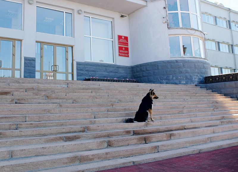 В Улан-Удэ пожаловались на конкурс по отлову бродячих собак