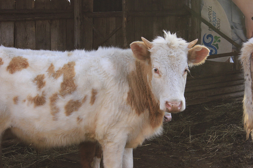 В Бурятии суд принял компромиссное решение в деле о сбитой корове