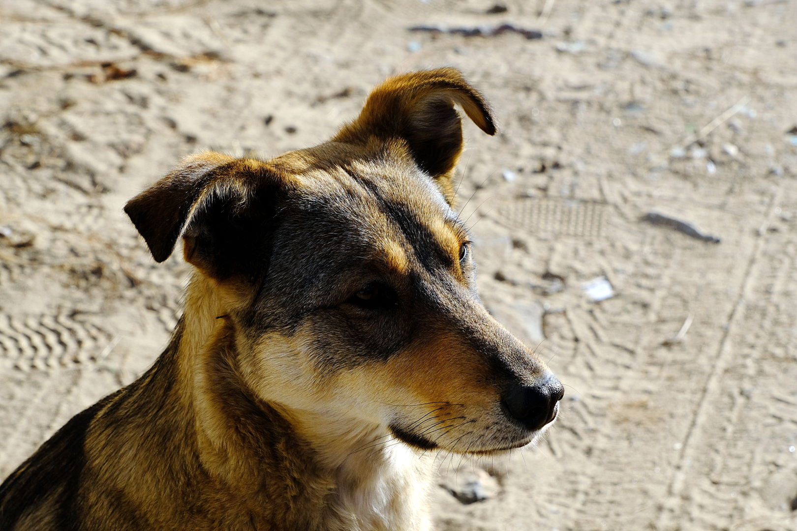 В Улан-Удэ ветеринары рассказали, куда девать трупы животных