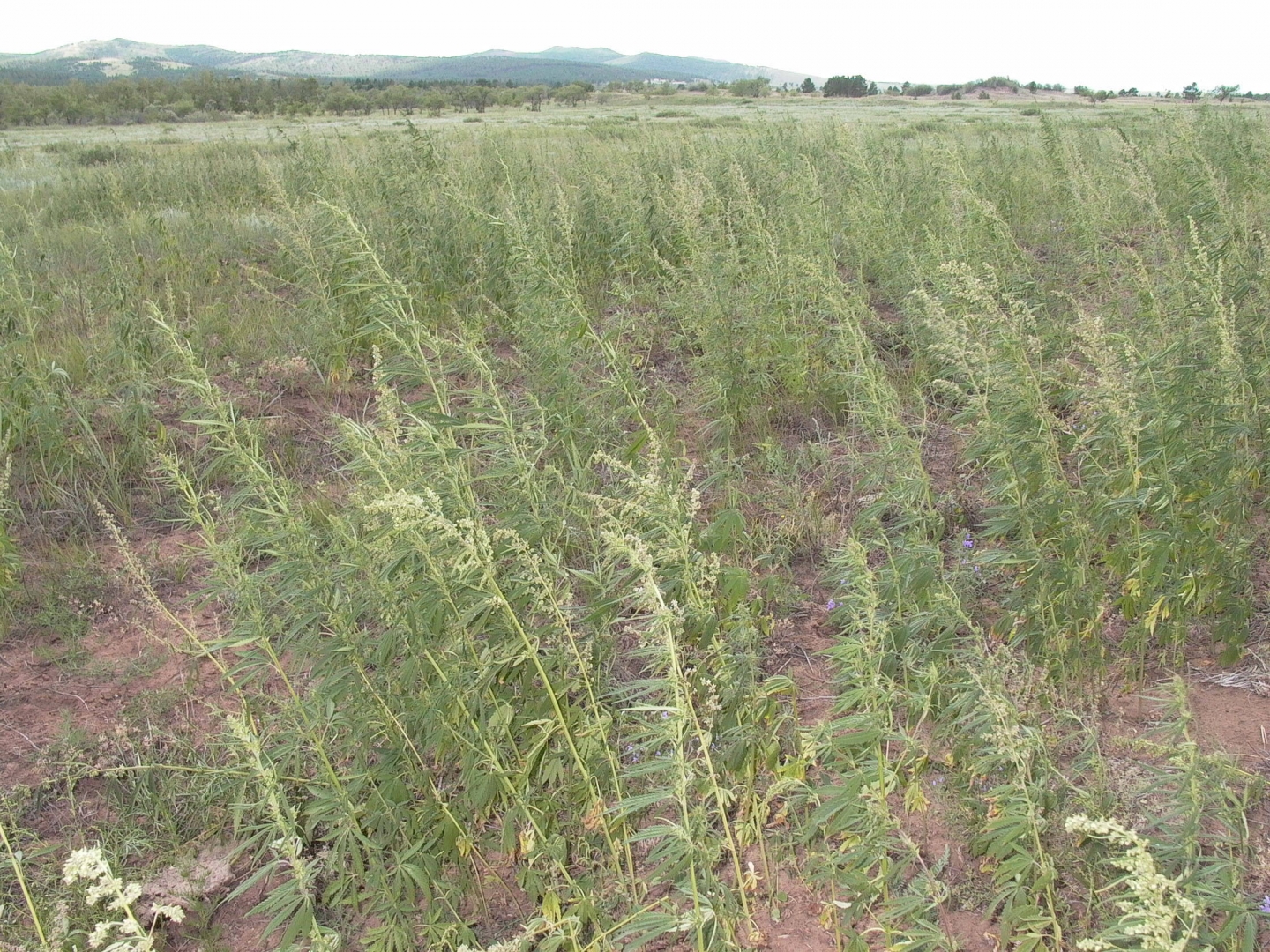 � ������� �� ������ ������ ����� 5 �� ������� 