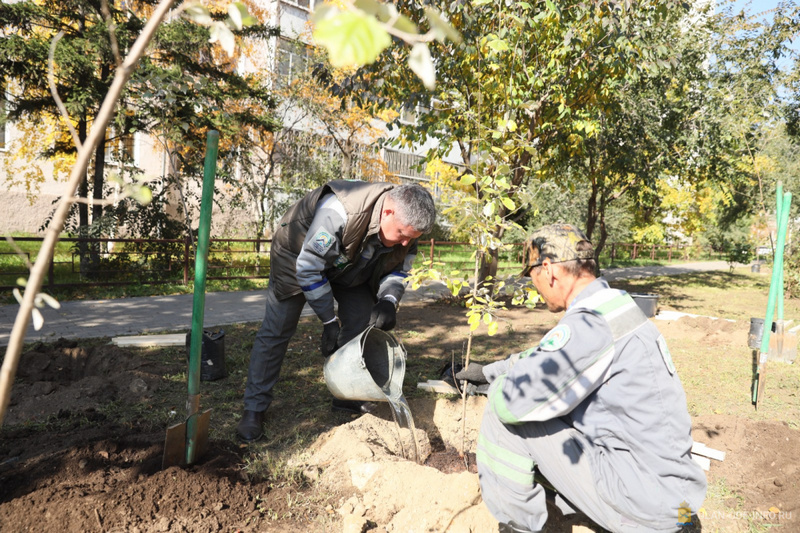 В Улан-Удэ начали осенний сезон посадок деревьев и кустарников 