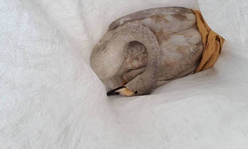 Жителям Бурятии грозит уголовное дело за спасение краснокнижного лебедя