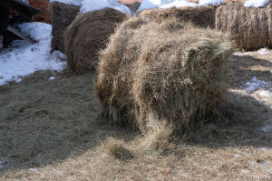 В феврале в Монголии спрогнозировали падеж скота от морозов и глубокого снега
