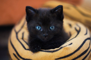 В Улан-Удэ в преддверии Хэллуина растет спрос на черных кошек 