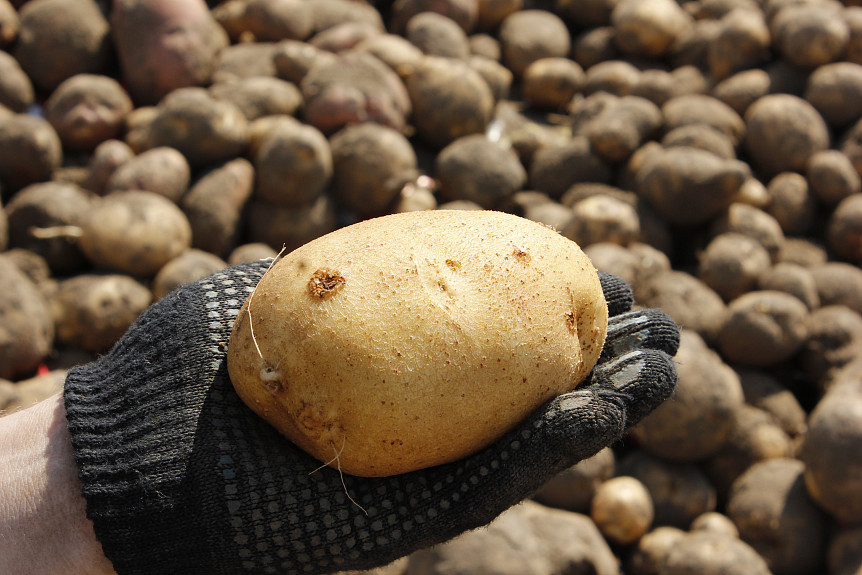 В Бурятии побит прошлогодний рекорд по урожаю картошки