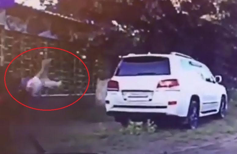 В Улан-Удэ момент наезда на пешехода попал на видео В Улан-Удэ момент наезда на пешехода попал на видео