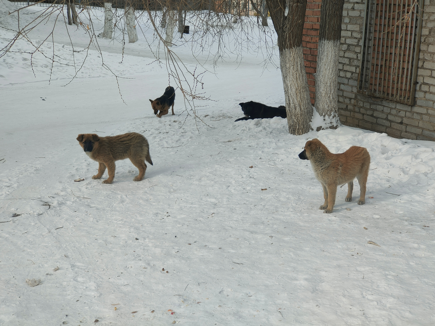 В Улан-Удэ недобросовестных собачников оштрафовали уже на 2.5 миллиона рублей