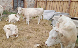 Группа коров-беспризорниц в Бурятии ищет своего хозяина