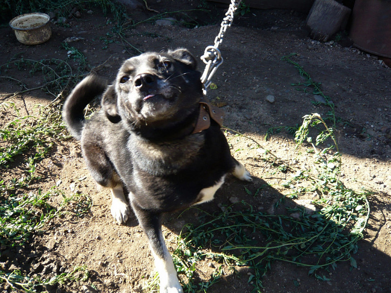 Житель Бурятии убил и съел соседскую собаку