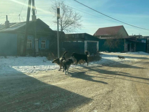 В Улан-Удэ отловили 8 собак в ходе рейда по Тулунже