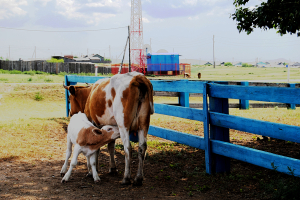 В Бурятии предложили создать стратегию развития молочного скотоводства 