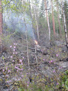 В Бурятии тушат лесной пожар в Тункинском и Муйском районах