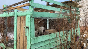 В Бурятии привлекли к ответственности хозяйку собаки, покусавшей ребенка