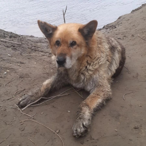 В Улан-Удэ для собаки, ранее спасенной рыбаком из реки, ищут передержку