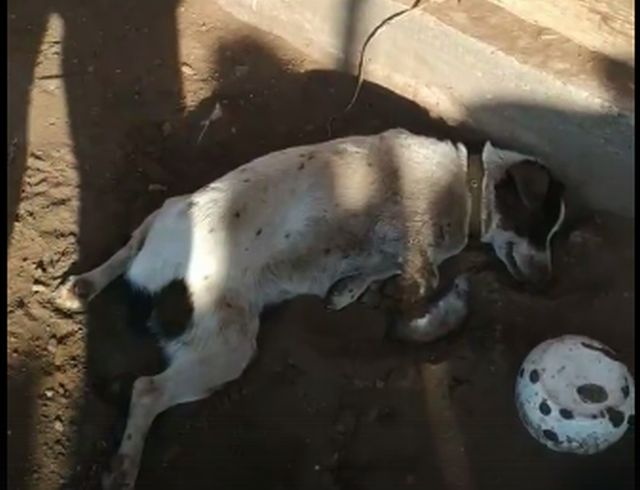 Сон умирающая собака к чему снится. Отравили собаку Казань. Отравили собаку в деревне Уртомаж. Барри собака скончался.