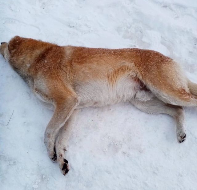 Приют улан удэ. Улан собака. Собаки в Улан-Удэ.