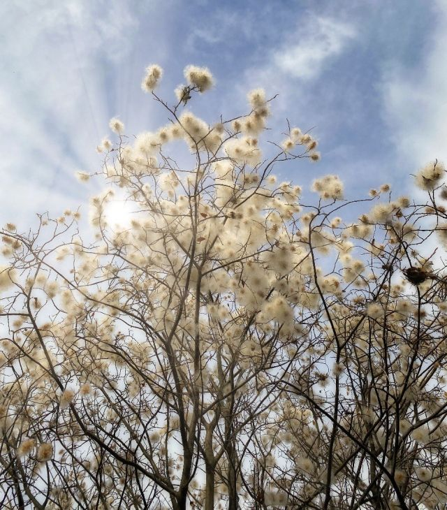 В Бурятии в ноябре зацвела ива