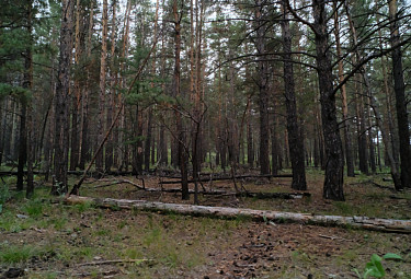 Лес Бурятии. Упавшие деревья