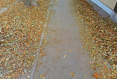 .  . Autumn. Yellow leaves