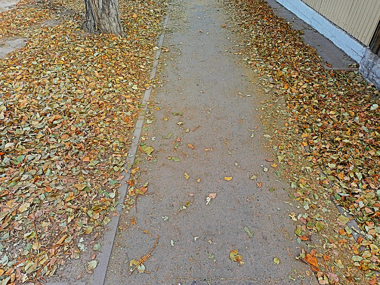 �����. ������ ������. Autumn. Yellow leaves