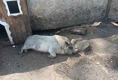 ������� ������ � ������. The lying pig