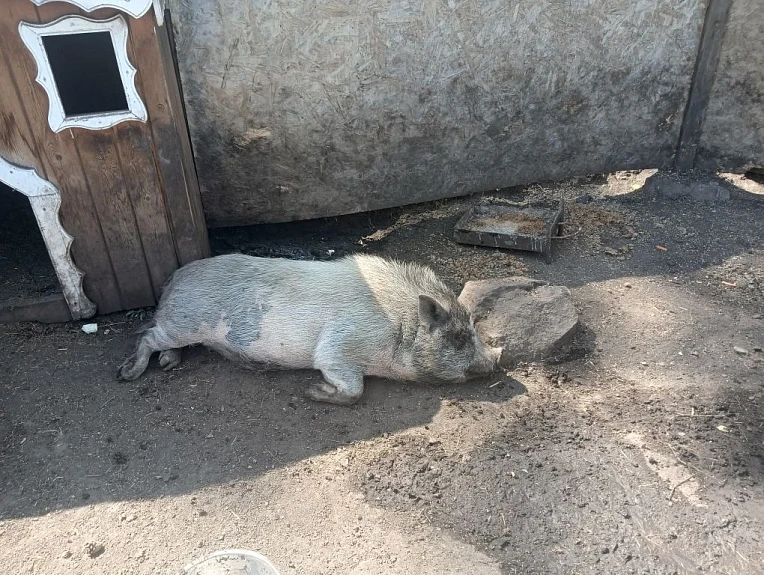 ������� ������ � ������. The lying pig