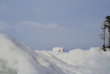 Бурятия. Вид на зимний Байкал. Вдали - сосны и скала "Черепаха" в снегу