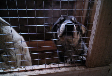 Дворняжка в собачьем приюте в Улан-Удэ
