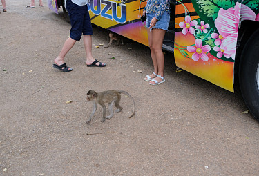 ������������� ������� � ��������. ������� ������������ �������� ����� �� �������. Tourist bus in Thailand