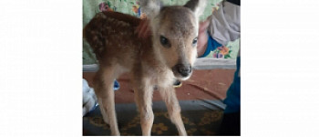 � ���������� ������� ������ �������� ������