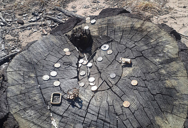 Монеты на старом пне дерева