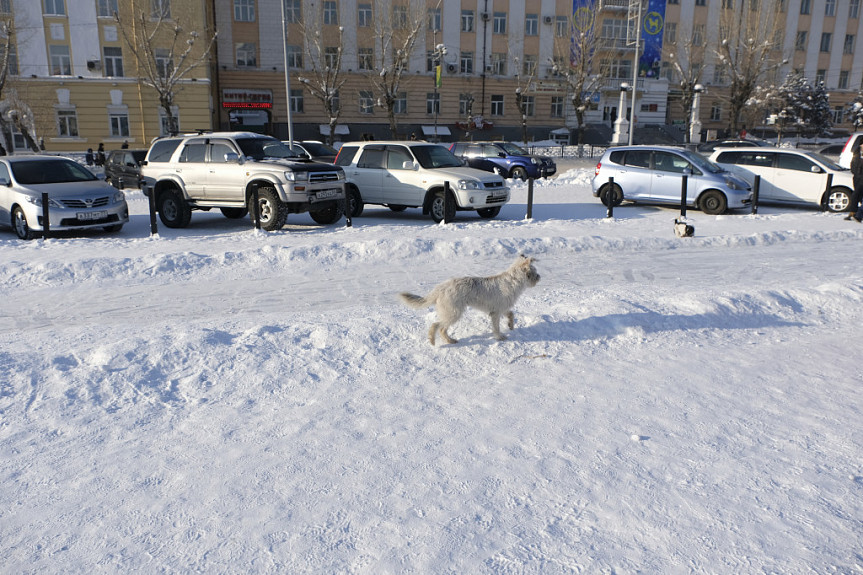 Зимний Улан-Удэ. Бродячая собака на площади Советов в центре города