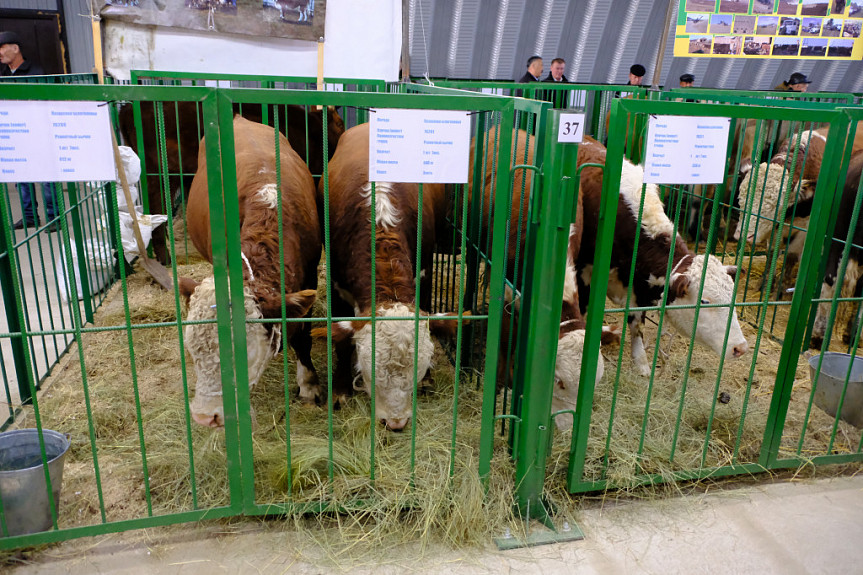 Бурятия. Выставка племенного скота. КРС породы "Казахская белоголовая" (бычки и телки)