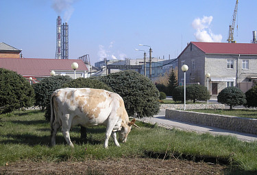 Корова у Селенгинского ЦКК