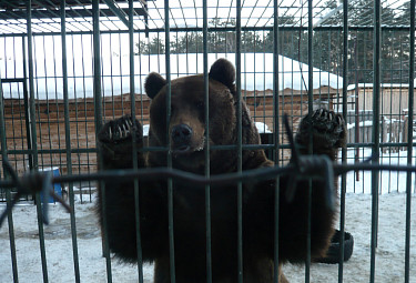 . .    . Bear. Winter