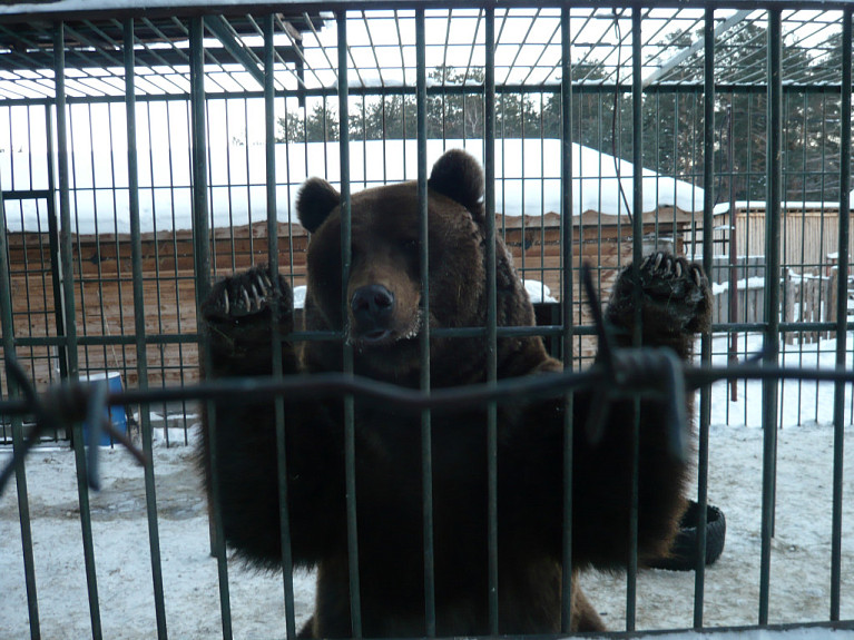 . .    . Bear. Winter