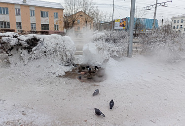 Энергоэффективность ЖКХ в Улан-Удэ. Клубы пара, кусты, голуби возле парящей теплотрассы по улице Терешковой (январь 2024 года)