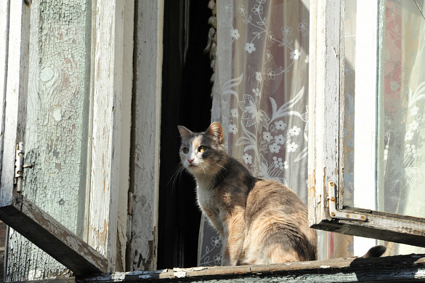 Кошка сидит на старом обшарпанном окне