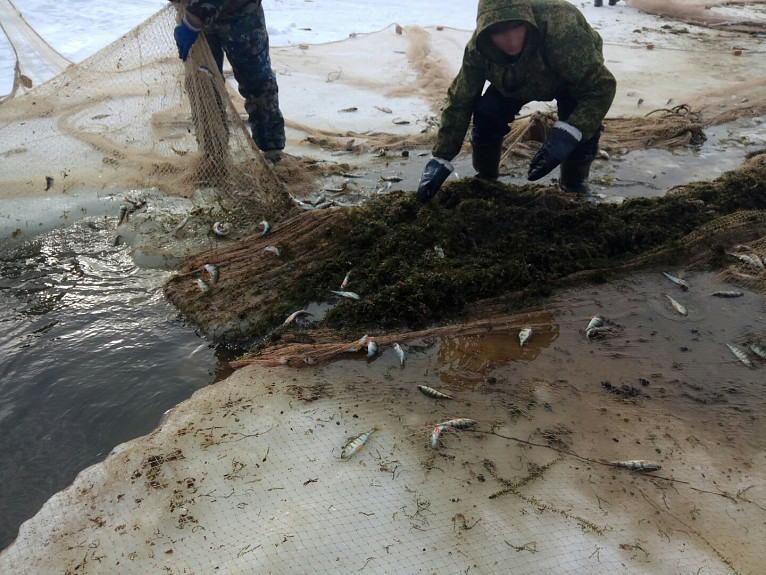 Ловцы рыбы у сети с окунем