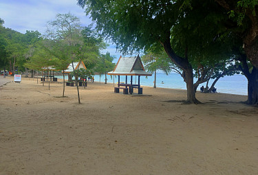 �������. ����. �������. A tree on the beach in Thailand