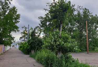 Улан-Удэ. Обрезанные деревья в парке железнодорожников и вдали церковь железнодорожников