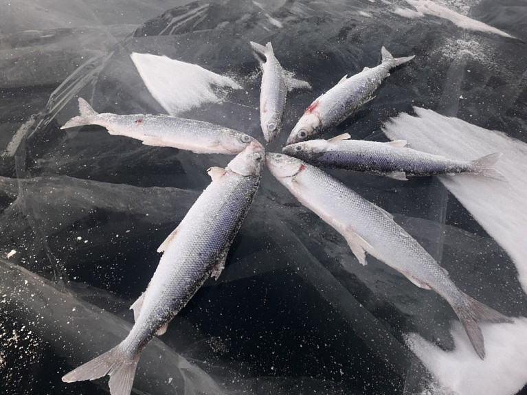 Бурятия. Подледная рыбалка. Выловленный байкальский омуль лежит на прозрачном льду Байкала
